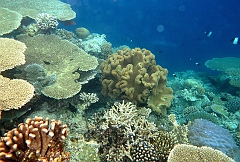 IMG_0563rf_Maldives_Madoogali_House reef_Jardin de corail